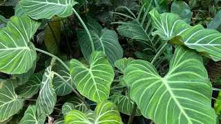 How to care foliage plantsinfectionsrainy season caremalnutritionideas  Jencys globals [upl. by Yngad]