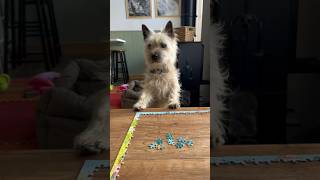 Cairn terrier dog wants to play jigsaw whilst on his Scottish holiday [upl. by Anwahsal121]