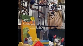 Getting a Parakeet Cage Setup [upl. by Assisi]