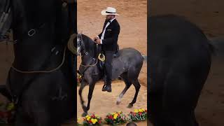 Caballo Paso Fino Colombiano en una exposición equina [upl. by Connett]