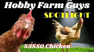 HFG Farm Animal Spotlight SASSO Chicken [upl. by Yadnus]