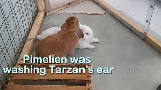 Bunny Love Pimelien Caring for Tarzan [upl. by Gherlein]