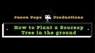 How to plant a Soursop  Guanabana tree in the ground [upl. by Walkling]