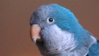 Joe the Quaker Parrot Talking and calling Mum ♥ [upl. by Eugenie392]