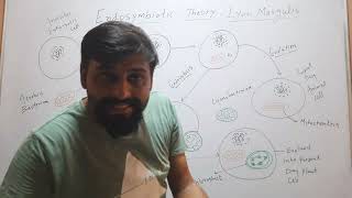 Endosymbiotic Theory Evolution of Mitochondria amp Chloroplast Evolution of Plant and Animal Cells [upl. by Rebmyk341]