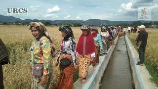 Bakaua quot Batolak Balaquot di Hamparan Sawah Solok dlm rangkaian Rang Solok Baralek Gadang tahun 2024 [upl. by Socha]