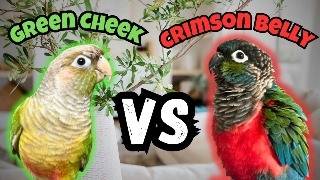 Green Cheek Conure Vs Crimson Bellied Conure  Conure Comparison  TheParrotTeacher [upl. by Doownelg761]