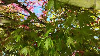 Beautiful langara college campus on an autumn morning Sunny day fall leavesmaple treesunlight [upl. by Dranyl]