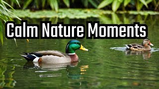 5 Minutes of Relaxing Sound of Mallard amp Mandarin Ducks  Relaxing Nature Sounds 🦆🌿 [upl. by Annoik]