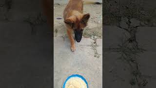 Cute puppy eating foodshortsshortvideocutepuppyeatingfood [upl. by Ahcsat]