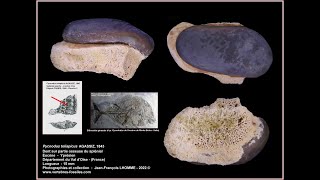 Quelques restes de poissons osseux dans lYprésien éocène inférieur du Bassin parisien France [upl. by Genesia]