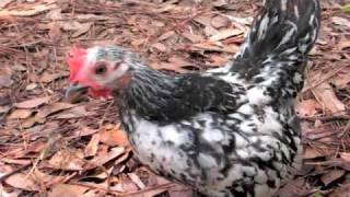 8 12 week old Serama chickens in runs [upl. by Ettezil]