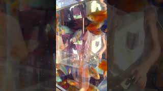 gourami fishviral songytshots youtubeshorts shortsviralshorts [upl. by Haneeja]