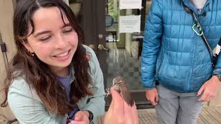 Live from Palomarin Sharp shinned hawk July 2022 [upl. by Mallen25]