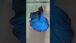 Betta fish not eating food reason of the story😅😅teluguaquarium bettafishshorts suryaaquariumcar [upl. by Trauner]