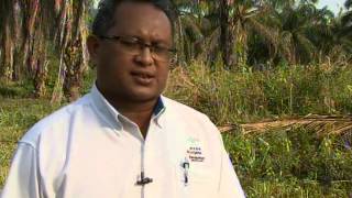 Agro Journal on Ganoderma attack on Oil Palm RTM Malaysia Part 1 of 2 [upl. by Erminia]