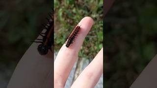 ᴼʰ ˡᵒᵒᵏ ᵃ ˢᵗʳᵃʷᵇᵉʳʳʸ bug caterpillar insects [upl. by Rica]