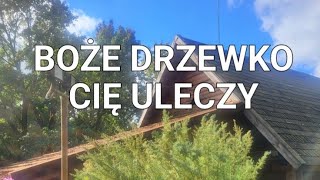 Bylica boże drzewko Artemisia abrotanum zapomniane staropolskie zioło lecznicze [upl. by Nylirrej183]