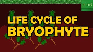 LIFE CYCLE OF BRYOPHYTE [upl. by Swope]