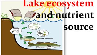 Lake ecosystem and nutrient source [upl. by Gnauq]