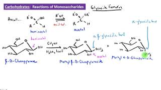 CHEM 2325 Module 37 Glycoside Formation [upl. by Einor]