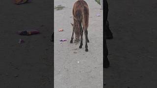 Horse comedy funny video 😁😁😁  shorts ytshorts horses comedy funny [upl. by Jola866]