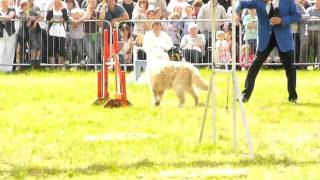 A Golden Retriever Performs at the Swallowfield Show Reading UK Aug 30 2010 [upl. by Lisa]