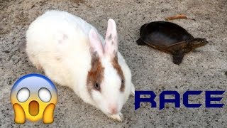 Cute Rabbit vs Tortoise Funny Race and Playing around  Must watch for pet lovers [upl. by Jsandye]