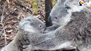 Koala Mom Rescues Baby From Barbed Wire  The Dodo [upl. by Simeon806]