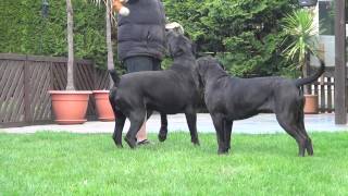 Cane Corso Wurfplanung 2015 Dana amp Paolo [upl. by Emeline]