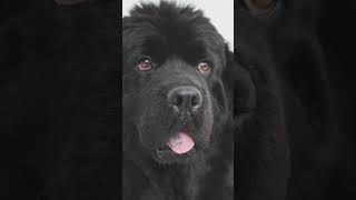 Meet the Gentle Giant The Newfoundland Dog [upl. by Autrey872]