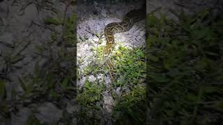 Invasive Burmese Python  Florida Everglades [upl. by Airelav118]