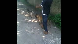 Pastor belga malinois vs pitbull [upl. by Sydel]