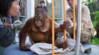 Silly Orangutan Clowns His Way Through School [upl. by Codd]