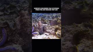 Octopus Punching a Fishanimalstories funnyanimals octopus fish animals [upl. by Donovan533]