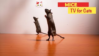 Mice for Cats to Watch 3 HOURS 🐀 REAL MICE FOR CATS TO BINGE WATCH 10 HOURS [upl. by Fong]