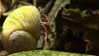 Hermit Crabs and Anemones [upl. by Anev]