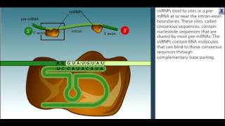 RNA Splicing Animation There are 7 steps more details in text below [upl. by Llain]