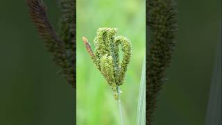 Eleusine coracana  Fingermillet Ragi viralshorts [upl. by Fen]