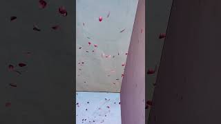 National Trust open a new immersive blossom experience Natures Confetti at Outernet London [upl. by Edelman]