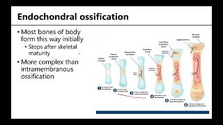 MSK1 Bone Formation Growth amp Remodeling [upl. by Auof]