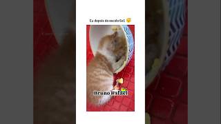 Quem aguenta isso 😂 animal br brasil shortsvideo cachorro gato humorbrasil animalshorts [upl. by Lancelot]