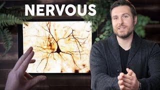 Nervous Tissue Histology Explained for Beginners [upl. by Zebulon803]