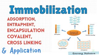 Types of ImmobilizationAdsorption Entrapment Encapsulation Covalent Cross LinkingampApplication [upl. by Chantalle922]