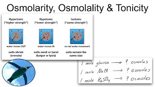 Chemistry Basics Osmolarity Osmolality and Tonicity [upl. by Iru]