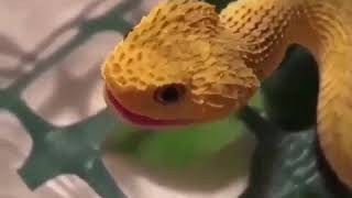 Baby atheris hispida makes squeak [upl. by Niggem]