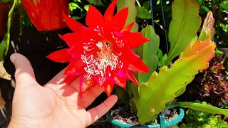 CACTO ORQUIDEA Epiphyllum como ter sussesso no cultivo [upl. by Nosnehpets136]