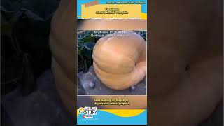 Timelapse Giant Atlantic Pumpkin shorts short alurcerita [upl. by Ateloiv820]