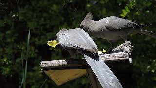 Grey Goaway Birds feeding [upl. by Silrac968]