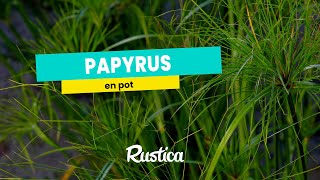 Planter et cultiver un cyperus papyrus en pot [upl. by Anifled]